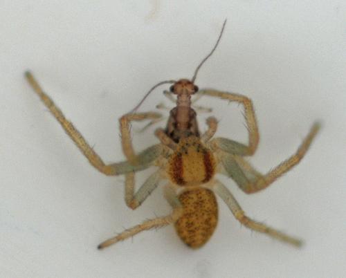 Philodromus (albidus-rufus)